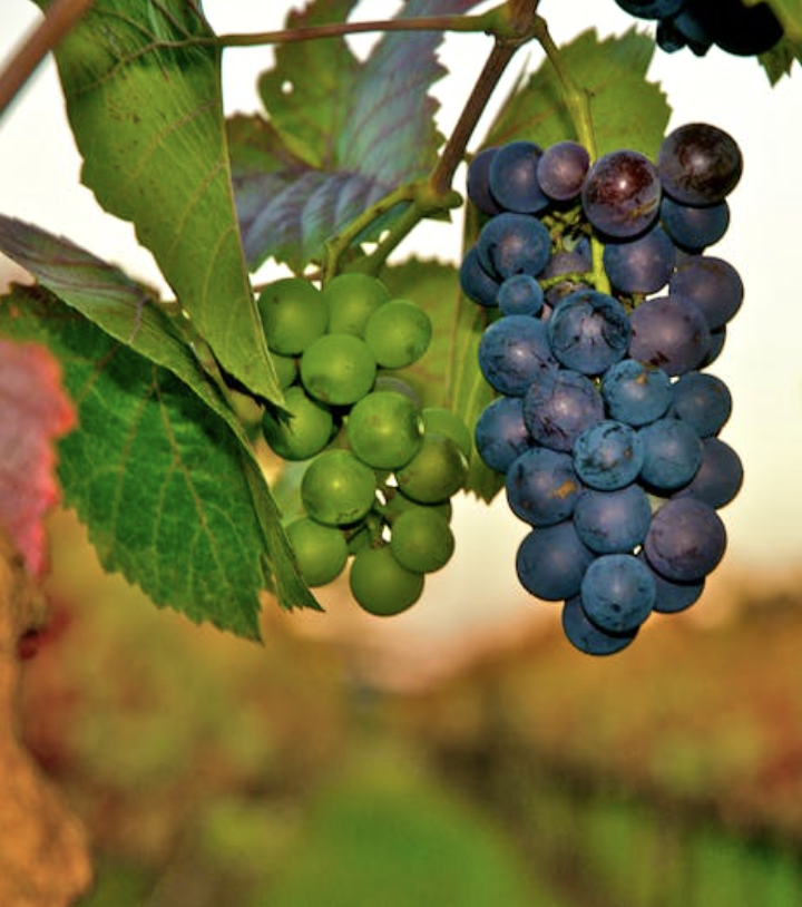 Howell Mountain vineyards