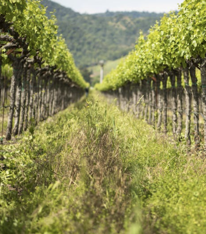 Yountville vineyards