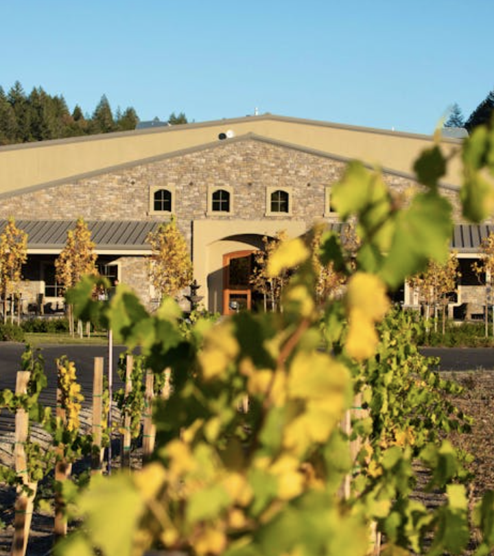 Calistoga vineyards