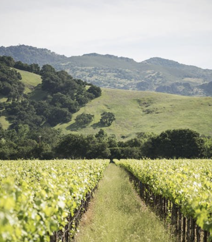 St. Helena vineyards